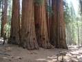 Sequoia NP